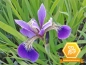 Preview: Iris versicolor - blaue Sumpfiris